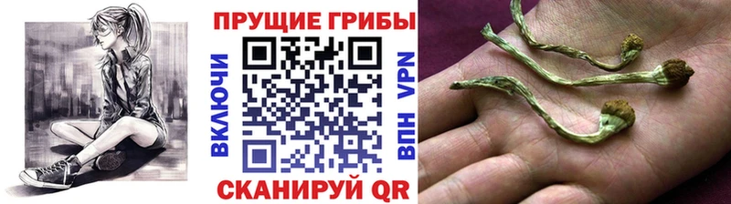 Галлюциногенные грибы Psilocybe  Грязи 